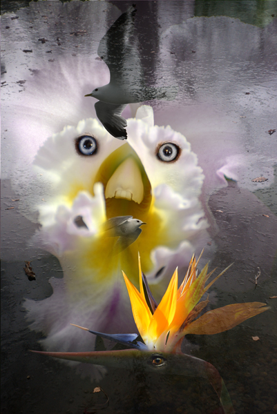 Seagull or Baygel?