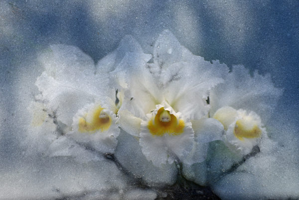 White Orchids on Ice