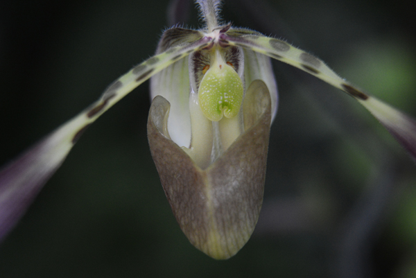 Venus Slipper