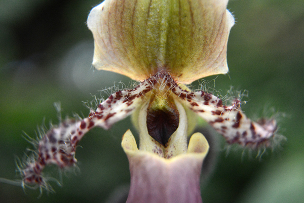 tropical lady's-slipper