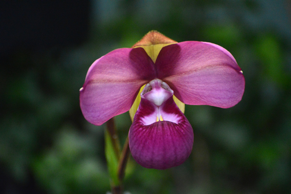 Phragmipedium kovachii