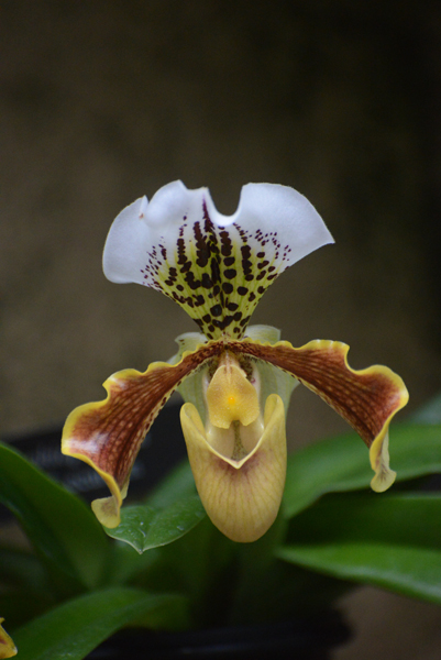 Splendid Slipper Orchid