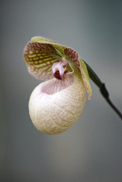 Orchid