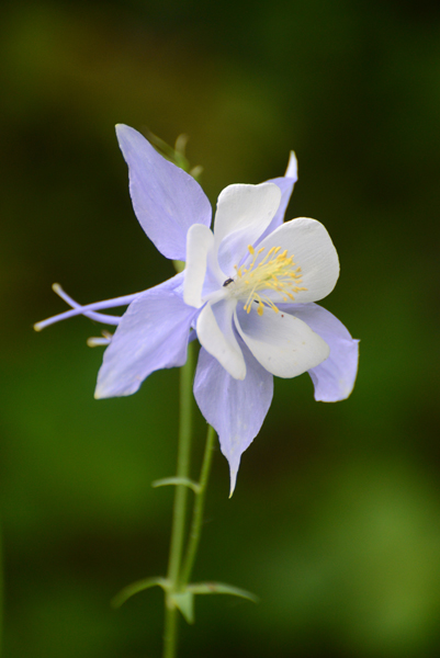 Rocky Mountain columbine