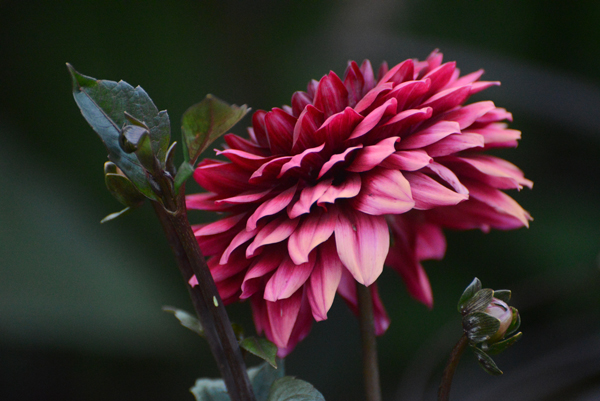 Dahlia