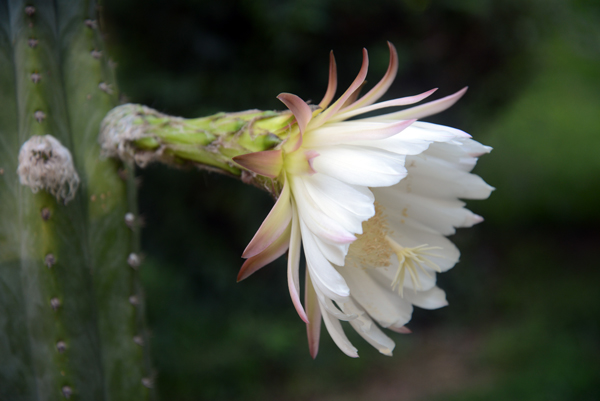 Trichocereus macrogonus