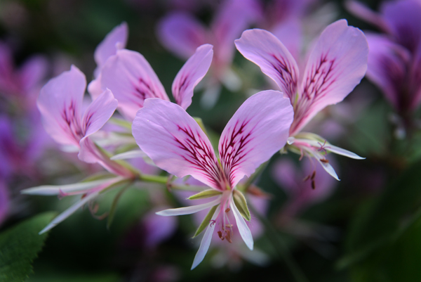 Pelargonium ribifolium