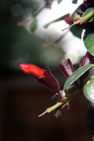 Lipstick plant