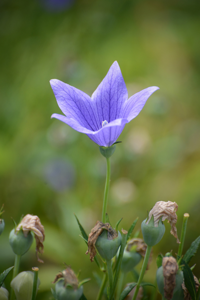 Balloon flower