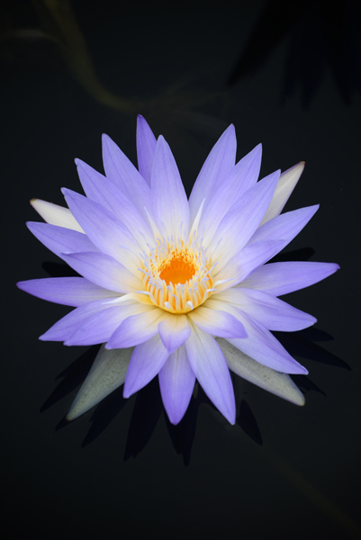 Blue Water Lily