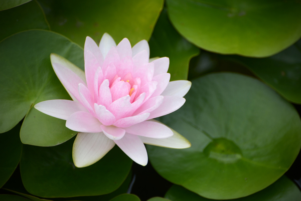 White Water Lily