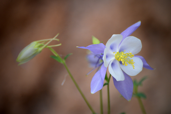 Rocky Mountain blue columbine