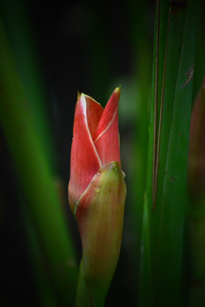 Torch ginger