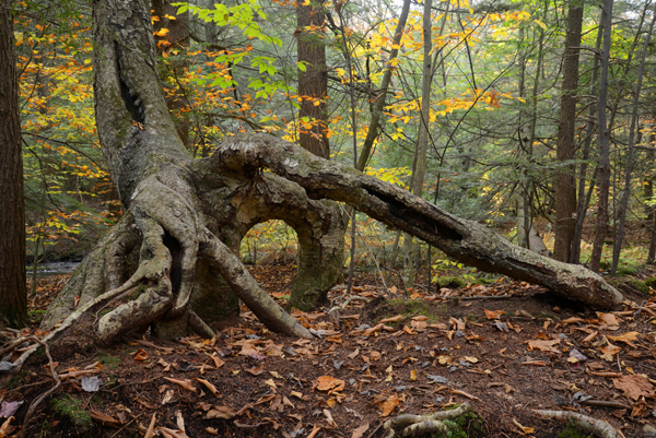 Ricketts Glen State Park, Pennsylvania