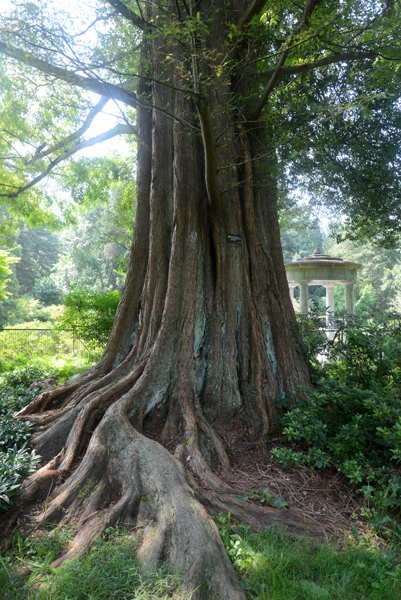 Morris Arboretum