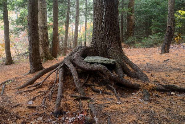 Worlds End State Park, Pennsylvania