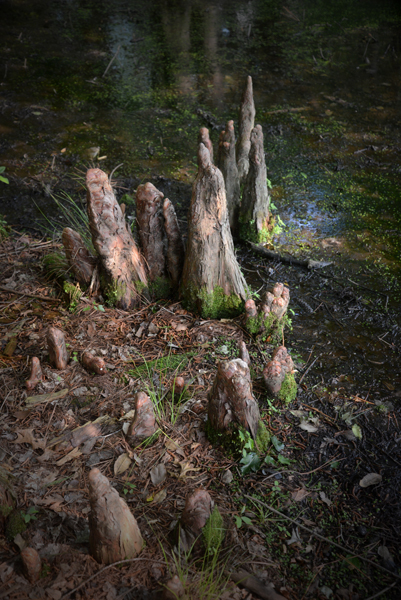 Trap Pond State Park